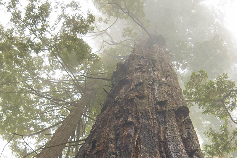 low angle of tree