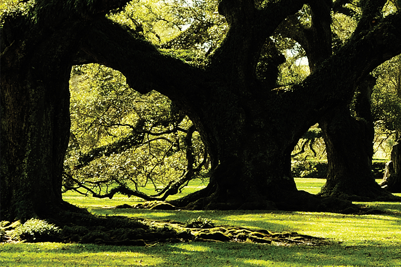 path under tree canopy