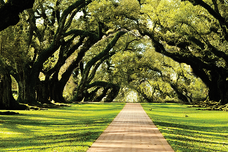 path under tree canopy