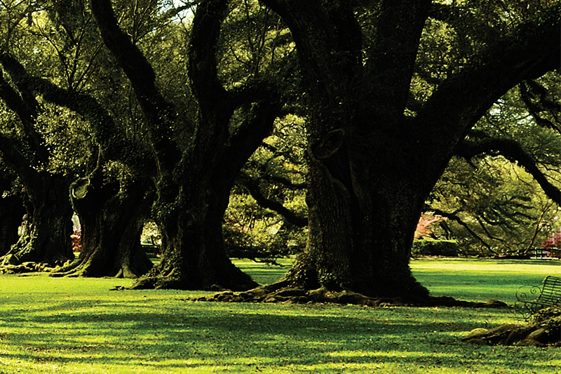 path under tree canopy