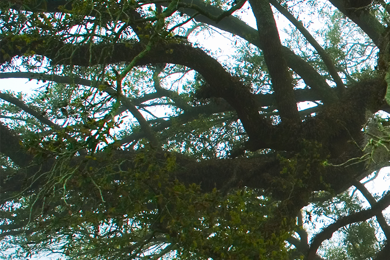 low angle of tree