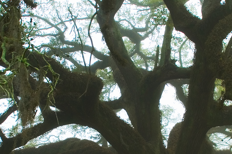 low angle of tree