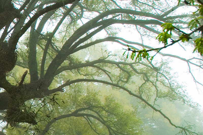 low angle of tree